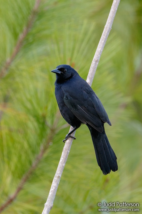Melodious Blackbird, Mountain Pine Ridge Forest Reser, Belize